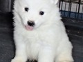pups-19
