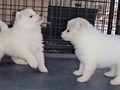pups-2