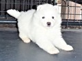 pups-20
