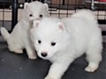 pups-21