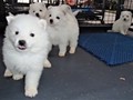 pups-23
