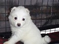 pups-24