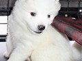 pups-25