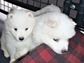 pups-26