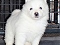 pups-27