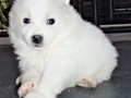 pups-28
