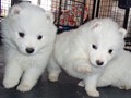 pups-29