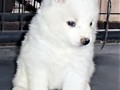 pups-3