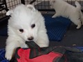 pups-30