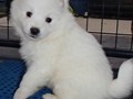 pups-31