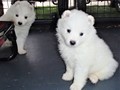 pups-32