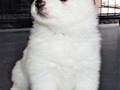 pups-4