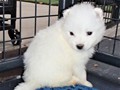 pups-5