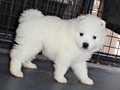 pups-6