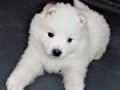 pups-7