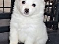 pups-8