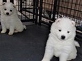 pups-9