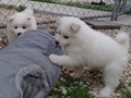 pups-5