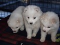 pups-1