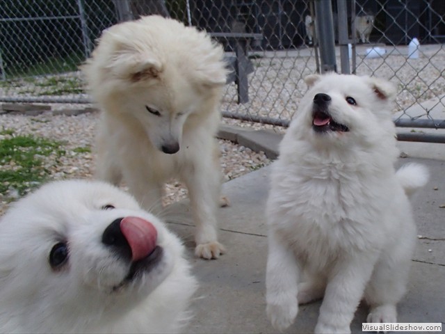 pups-1