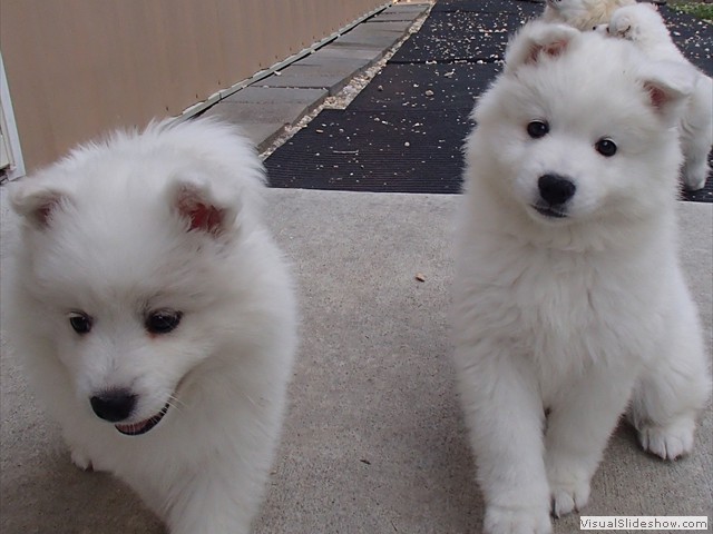 pups-11