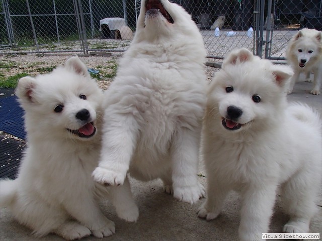 pups-12