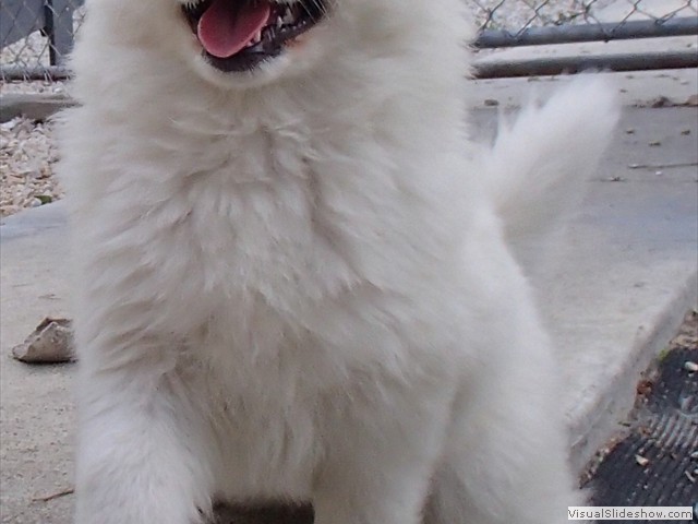 pups-14