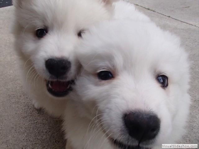 pups-15