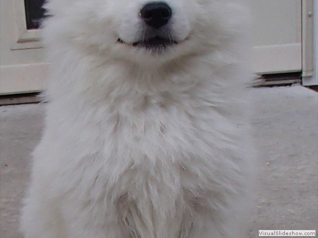 pups-16