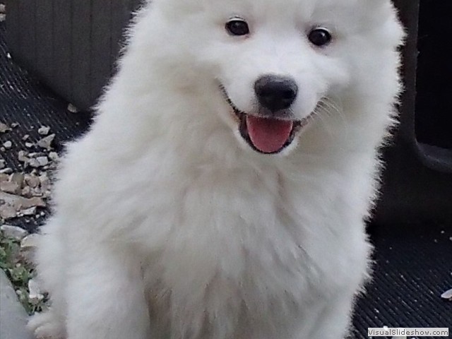 pups-18