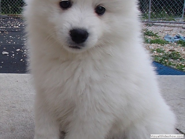 pups-19