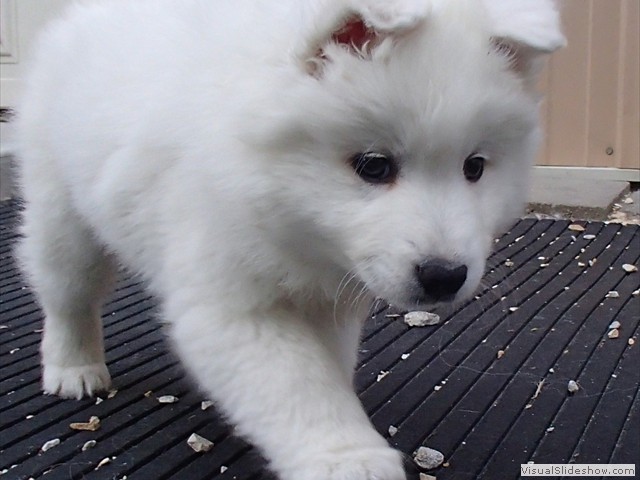 pups-23
