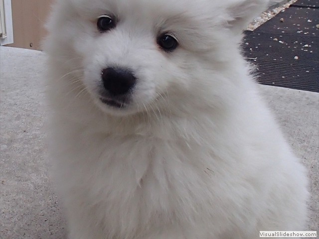 pups-8