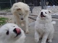 pups-1