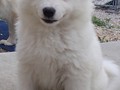 pups-10