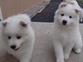 pups-11