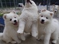 pups-12