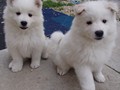 pups-13
