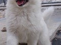 pups-14