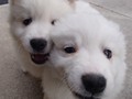 pups-15