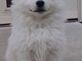 pups-16