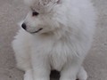 pups-17