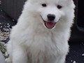 pups-18