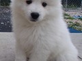 pups-19