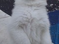 pups-2