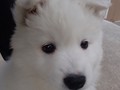 pups-20