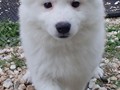 pups-22