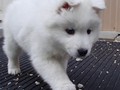 pups-23