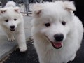 pups-4