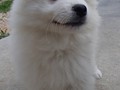 pups-5